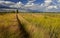 Track on the flowering meadow. Summer