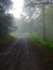 Track through forest in foggy conditions 