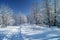 Track left by skis in beautiful wood in winter