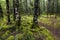 Track through moss covered trees, Fiordland National Park, South Island, New Zealand