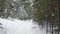 Track out dolly shot of fir pine tree forest at winter while snowfall