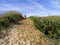 Track over grassy sand dune