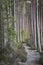 Track through Scots Pine at Abernethy Forest in Scotland.