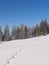 Track in the snow leading to frozen fir trees