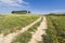 Track in a spring landscape at Alentejo