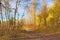 A track between willows and naked poplars