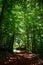 Track in the woods lit by the sun filtering through green tree leaves, Istanbul, Turkey