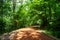 Track in the woods lit by the sun filtering through green tree leaves, Istanbul, Turkey