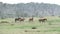 tracking clip of a herd of brumbies running in kosciuszko national park