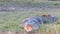 Tracking close up of a large saltwater crocodile on the bank