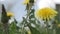 Tracking dandelion flower