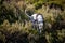 Tracking dog sniffing a trail