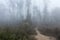 Tracking elephants, rhinos, and tigers through misty forest in the early morning - Chitwan National Park, Nepal