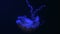 Tracking glowing jellyfish floating through dark water