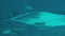 Tracking large manta ray swimming by camera