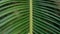 Tracking pan motion of trembling shaking in the wind green palm leaf in forest. Macro texture of surface. Meditative video