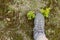 Tracking shoe on mountain meadow