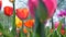 Tracking shot along colorful tulips