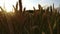 Tracking shot along wheat heads at sunset magic hour - 4K