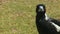 Tracking shot of an Australian magpie walking