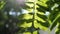 Tracking shot blur green fern stem in slow motion.