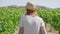 Tracking shot of confident Caucasian slim woman walking on grape plantation in slow motion. Back view portrait of