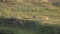 Tracking shot of a coyote in the lamar valley of yellowstone