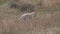 tracking shot of a coyote walking in a meadow of yellowstone