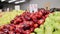 Tracking shot of different kind of ripe fruit on shelf in market. Red, yellow and green apples with price for them at Tel Aviv