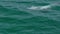 Tracking shot of a dolphin playing in the water