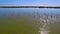 Tracking shot of a flock of flying pink flamingos above the lake