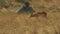 Tracking shot of an impala walking in Masai Mara Game Reserve