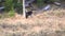 tracking shot of a lone black wolf starting run at the hayden valley yellowstone