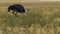 Tracking shot of a male ostrich feeding and walking at amboseli national park