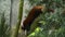 Tracking shot of a red panda climbing a tree