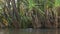 Tracking shot of a swimming saltwater crocodile