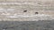 tracking shot of three wolf pups at yellowstone