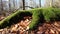 Tracking shot of tree trunk on forest floor with beautiful green moss on roots