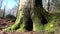 Tracking shot of tree trunk on forest floor with beautiful green moss on roots