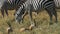 Tracking shot of zebra and thomson`s gazelle grazing together at amboseli national park