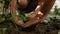 Tracking video of little boy planting seedlings with his grandfather.