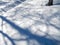 Tracks of birds on snow