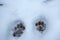 Tracks of a bobcat in the snow in Granby, Connecticut