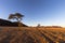 Tracks and dry camel thorn trees in the Namib Desert