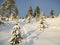 Tracks through fresh snow and trees animals mountain