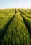 Tracks in the a Green Wheat Field in Spring