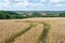 Tracks running off through a golden corn field with views across colourful fields in the Devonshire countryside