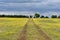 Tracks to a Barn in a field covered in Yellow Flowers with a cloudy sky