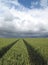 Tracks in a wheat field