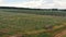 Tractor in the Agricultural field, aerial. Apple plantation